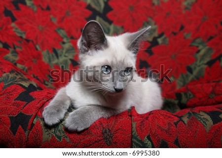 Small, lilac point Siamese kitten on red poinsettia tapestry chair.