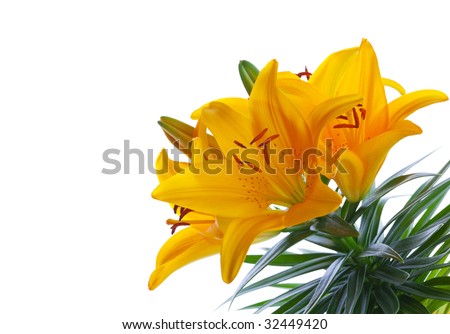 Asiatic lily hybrid: Yellow Pixie.  Shot on white background with space for text.