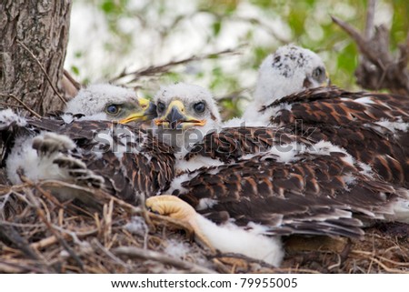Three young, Ferruginous Hawk chicks overflowing out of their nest but not big enough to fly yet.  See these same chicks in different stages of growth in my portfolio.