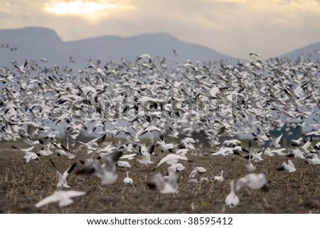 Massive flock of snow geese taking flight from a farmer's harvested corn field