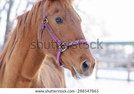 Close Up Portrait Of Beautiful American Quarter Horse.\
\
American Quarter horse with pink briddle in winter posing for the camera outside.