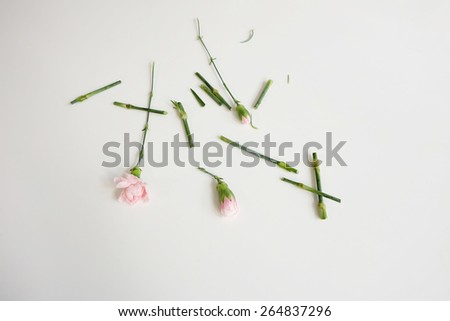 Trims on pink carnations on white