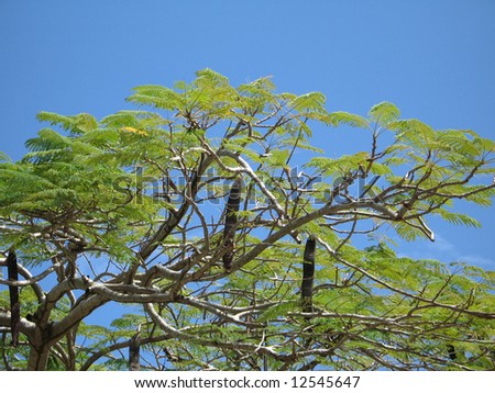african tree