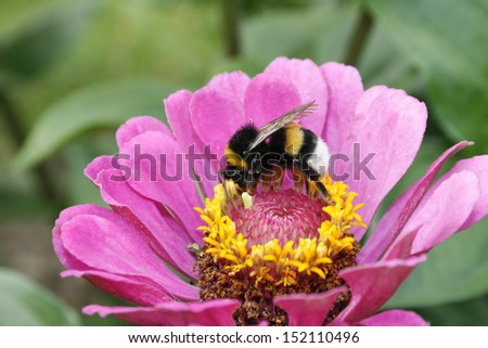 bumble bee on a flower