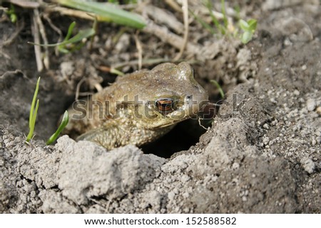 Gray or ordinary toad (Bufo bufo) in the hole