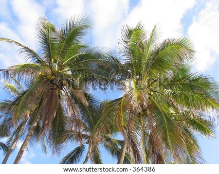 topical palms