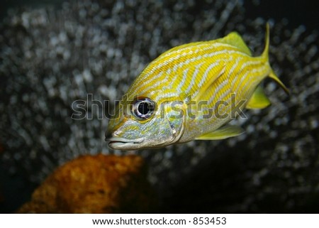 Tropical Yellow fish