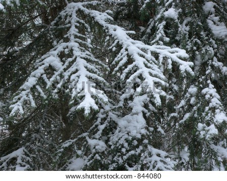 Snowy Evergreen Boughs