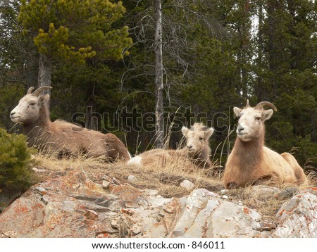 Three Bighorn Sheep (Ovis canadensis)