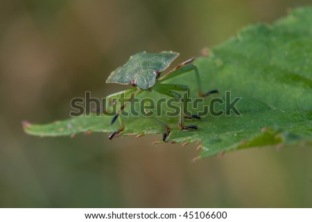 Green Shield Bug (Palomena prasina) on a Leaf
