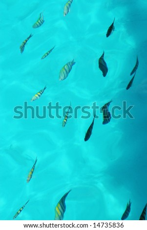 Aerial shot of fish in the ocean.