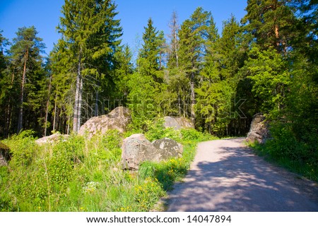 the dirt road in coniferous forest, summer