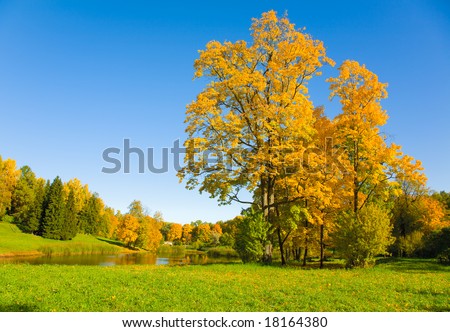 the autumn landscape with yellow tree and small pond