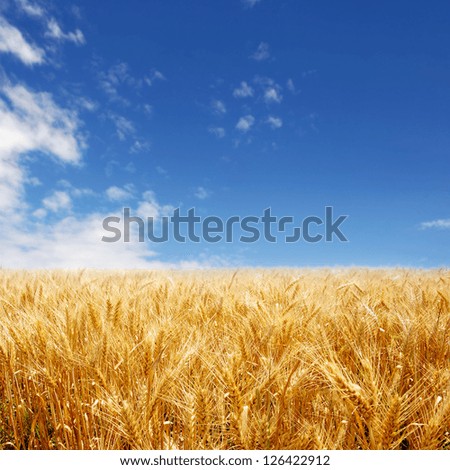 Similar – Foto Bild Weizenfeld gegen blaue Wolken