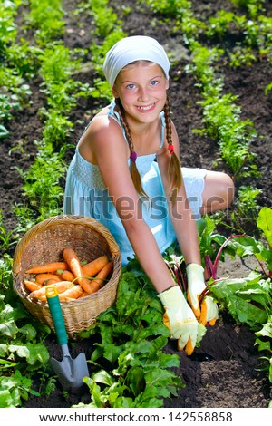 Vegetable garden - little gardener girl collects vegetables in a basket organic carrots and beets