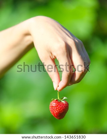 Fresh picked strawberries held in hand over strawberry plants