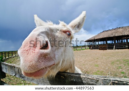 white donkey on the background of rural farm