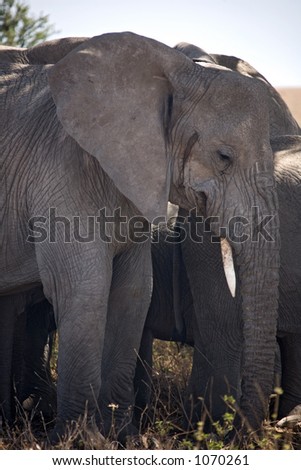 animals 053 elephant.