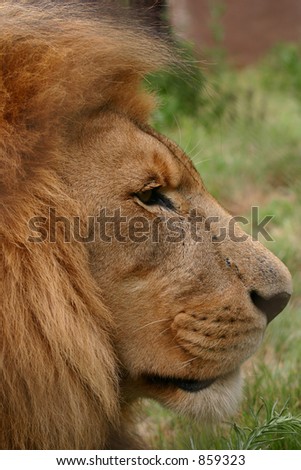 Male lion staring