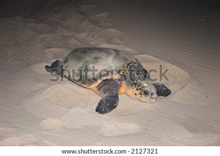 Turtle on her way back to the sea after laying eggs