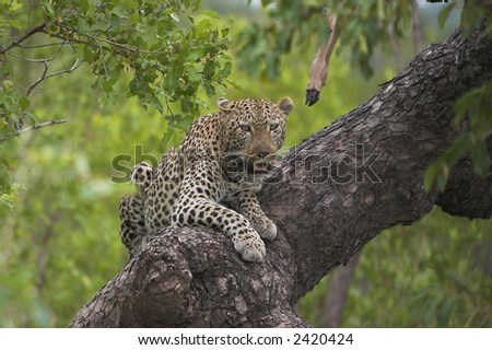 Leopard in tree hiding from scavengers, camouflaged and tired