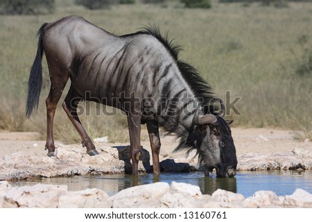Blue wildebeest drinking water in the kalahari desert