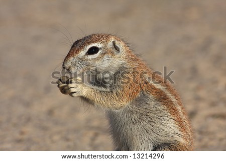 Ground squirrel eating a peanut held in hands