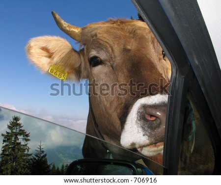 Holy cow looking in through the car window! Swiss Alps. - some noise in sky