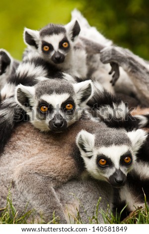 ring-tailed lemur (lemur catta), Katta