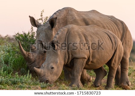 White Rhinoceros or Square-lipped rhinoceros (Ceratotherium simum) in Namibia