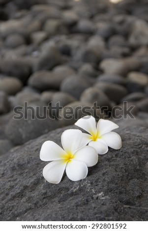 Plumeria flowers on the dark grey stone. Relax and spa treatment symbol