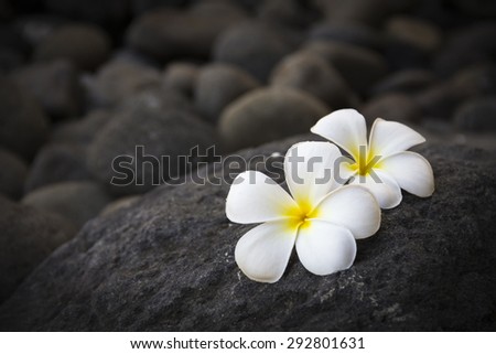 Exotic white flowers on the dark grey stone. Wellness and harmony symbol