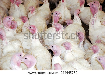 Flock of Turkeys in the farm ranch