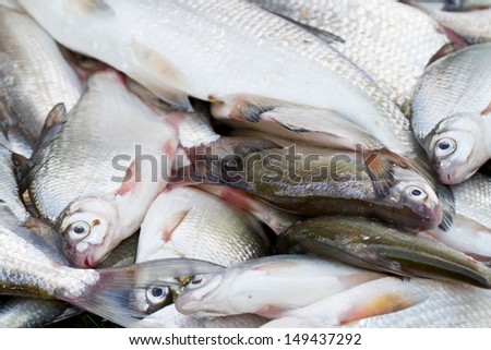 Fresh  fish background