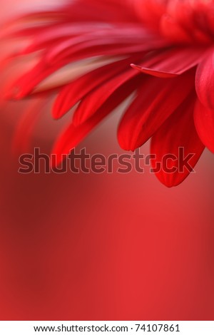 Similar – Foto Bild Gerbera Makro Natur