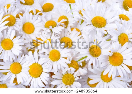 Many daisies. Background of chamomile flowers.