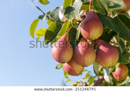 Ripe pears on the tree against the blue sky. 商業照片 © 