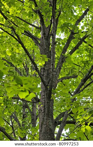 Tilia. Linden tree. Crohn\'s linden tree. Green leafy foliage in a dark hole.