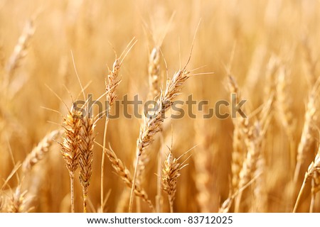 Wheat crop. Wheat field.