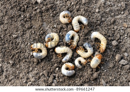 Larva. The larva is thick. Fat insect larvae. Beetle larvae. Rhinoceros beetle. Nasty insect. Pest root. Sickening animal. Group of larvae on the ground.