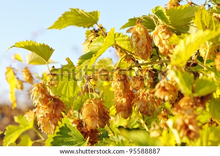 Golden hops. Clusters of ripe hops. Beer raw materials.