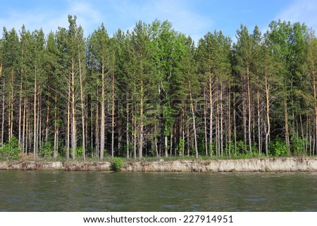 pine trees on the river bank