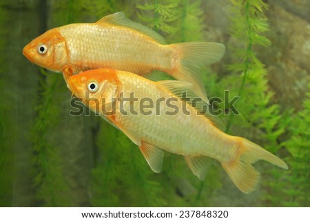 a pair of golden fish in the aquarium