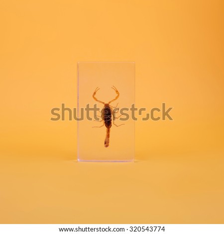 brown scorpion inside the plastic case