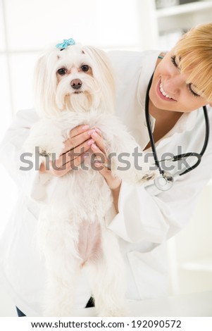 Young female veterinary holding a maltese dog at the doctor\'s office