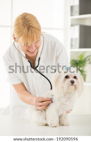 Young female veterinary examining a maltese dog at the doctor\'s office