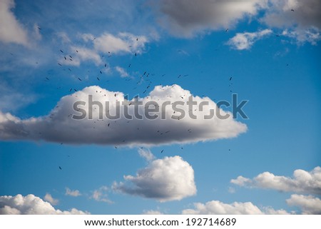 Beautiful fluffy clouds in the blue sky background. The thin silhouettes of birds on it.