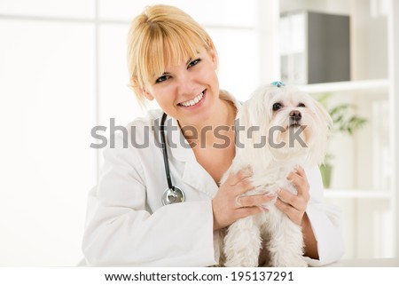 Young female veterinary holding a maltese dog at the doctor\'s office