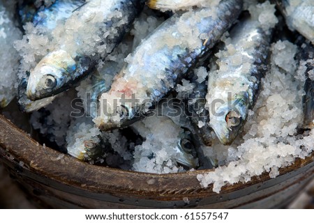 Fresh salt water Sardines preserved in salt