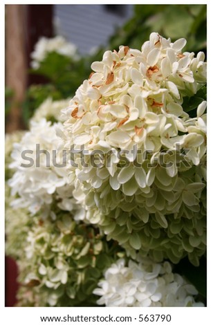 bunches of Hydrangea flowers